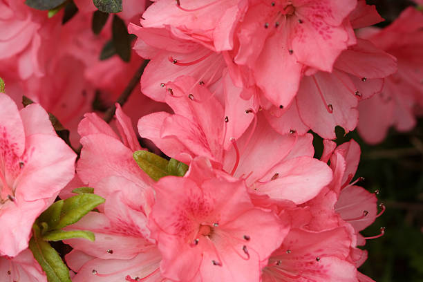 Azalea rosa en primer plano de 3 - foto de stock