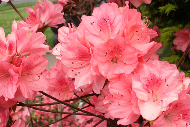 Azalea rosa en primer plano - foto de stock