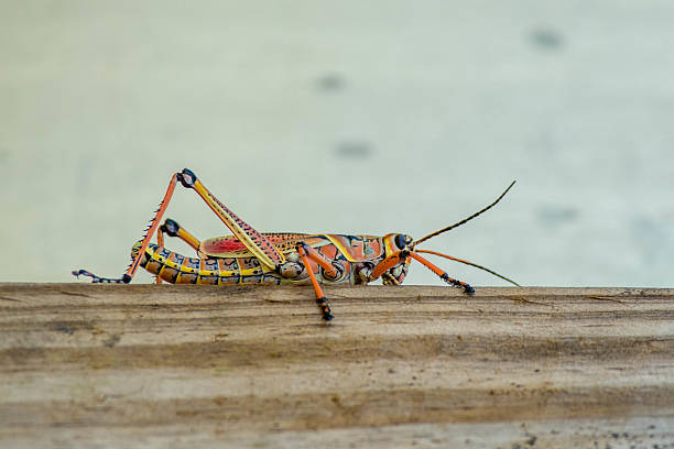 The Colorful Grasshopper The Orange Lubber Grasshopper is a giant insect. giant grasshopper stock pictures, royalty-free photos & images