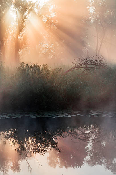 istock summer landscape dense fog in the oak grove 487536460