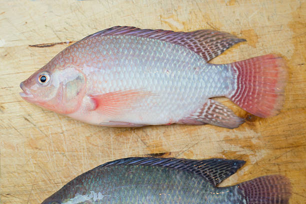 enorme ottimo tiapia - fish catch of fish catching dead animal foto e immagini stock
