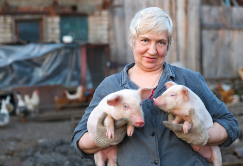 Adult woman keep in the hands of two little pigs. animal husbandry