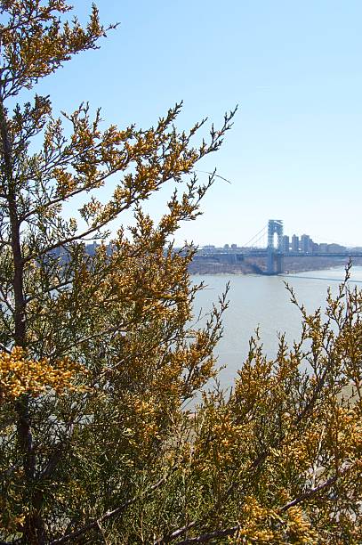 GWB Tree The GWB framed in an evergreen tree gwb stock pictures, royalty-free photos & images