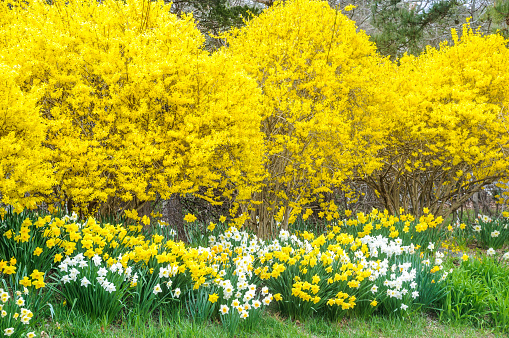 Spring jonquils and daffodils grow in profusion along a forsythia lined roadway on Cape Cod.