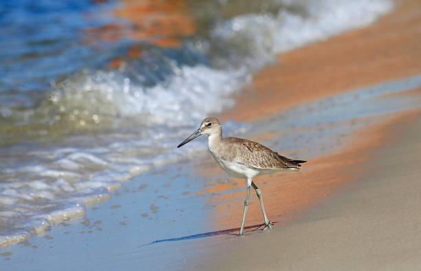 istock Dunlin Striding Down the Beach In the Reflection of Sailboat 487537544