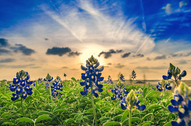 Springtime in Texas Bluebonnets at Sunset bluebonnet stock pictures, royalty-free photos & images