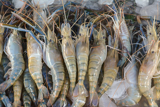 istock Fresh Shrimp on the market for sale 487537705