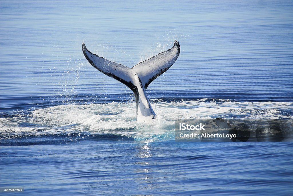 Baleia-jubarte na Baía de Hervey, Queensland, Austrália) - Foto de stock de Hervey Bay royalty-free