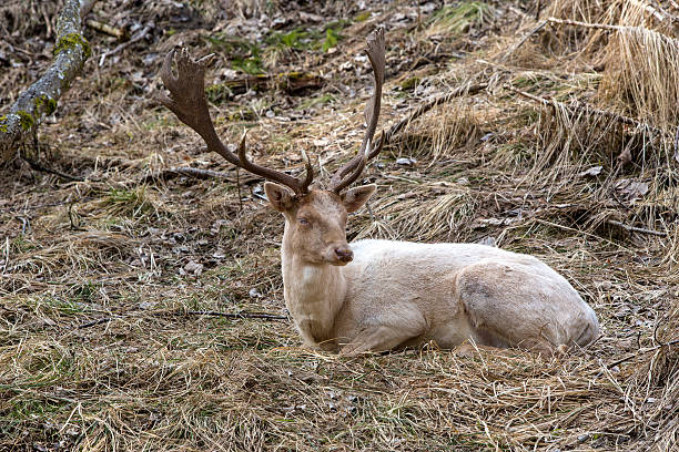 istock Albino buck deer in the forest 487538166