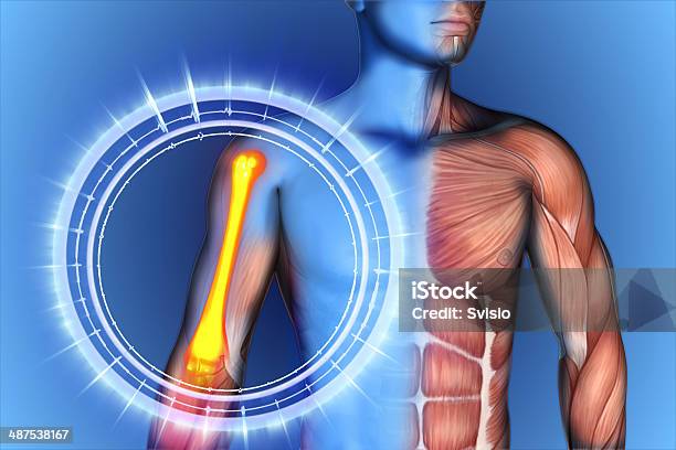 Spalla Clavicola Scapola - Fotografie stock e altre immagini di A petto nudo - A petto nudo, Adulto, Anatomia umana