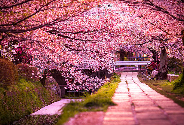 sakura-tunnel - sakyo stock-fotos und bilder