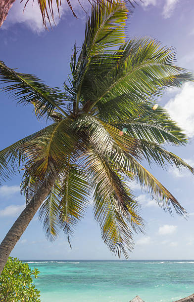 istock Palm on beach at island La Digue, Seychelles 487538598