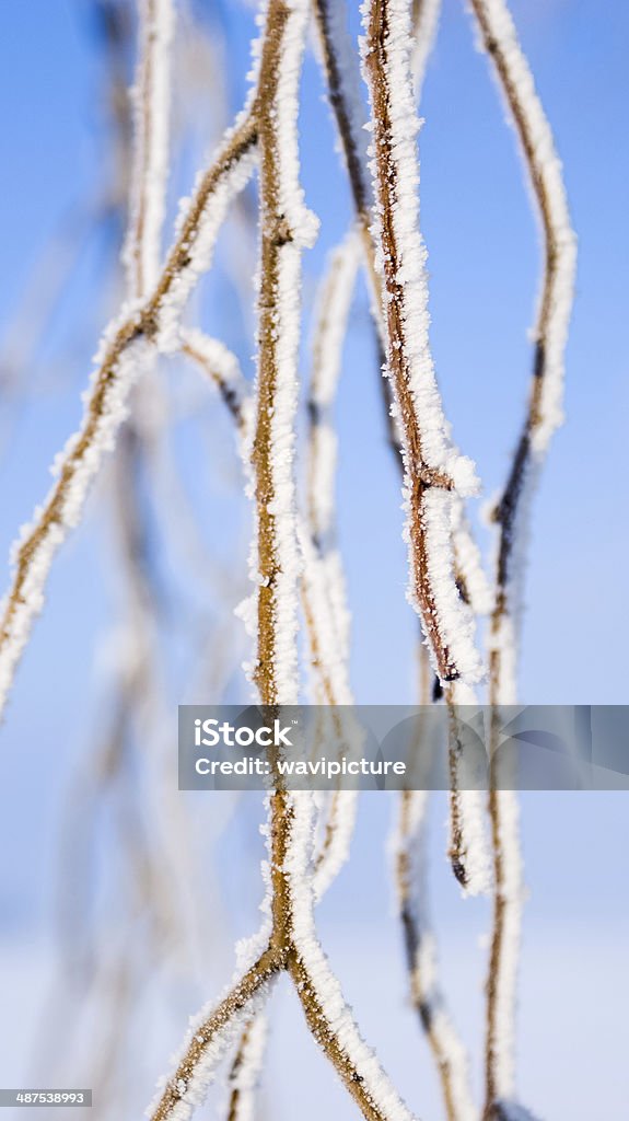 Winter Scene on a dutch dike, Winter Scene on a dike in the Netherlands Agricultural Field Stock Photo