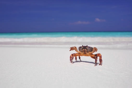 crab on the beach , koh tachai , thailand