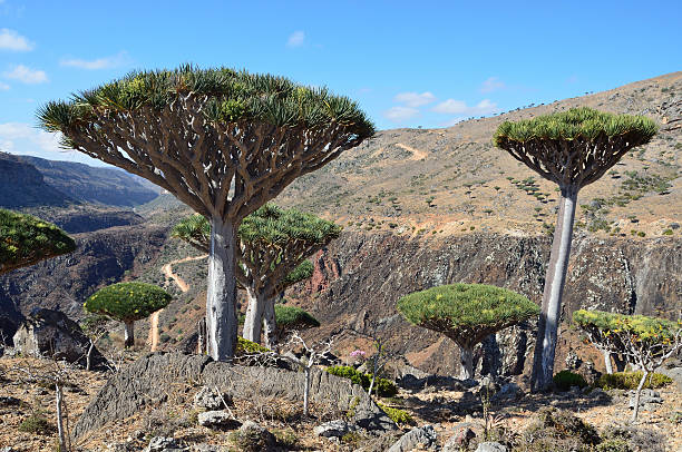 istock Yemen, Socotra, dragon trees on Diksaml plateau 487539557