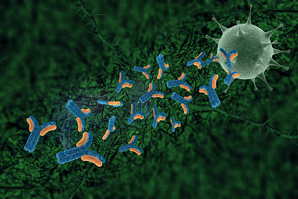 anticorps - security order bacterium biology photos et images de collection