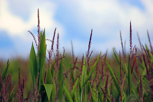 field of cornstalks with blue sky
