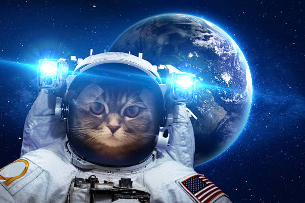 istock Beautiful cat in outer space. Elements of this image furnished 487542176