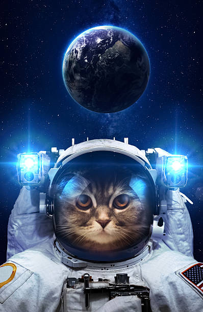 istock Beautiful cat in outer space. Elements of this image furnished 487542232