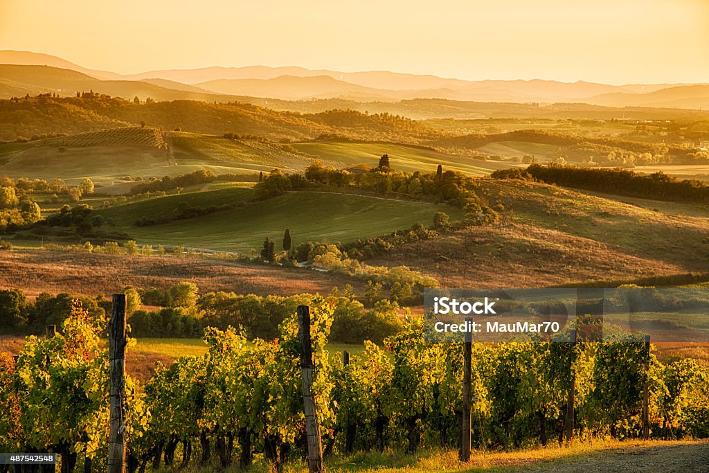 Sunset in chianti Chianti vineyard landscape in Tuscany, Italy Tuscany Stock Photo