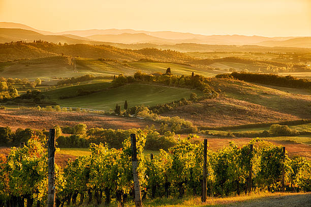 Sunset in chianti Chianti vineyard landscape in Tuscany, Italy winery stock pictures, royalty-free photos & images