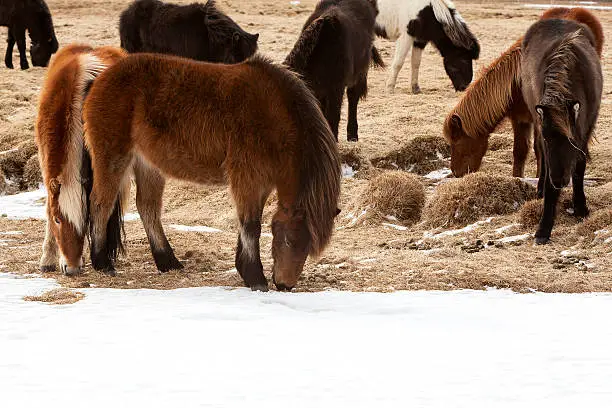 Wild herd of Icelandic ponies on a meadow in spring
