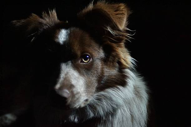 istock Portrait of a Border Collie 487543424