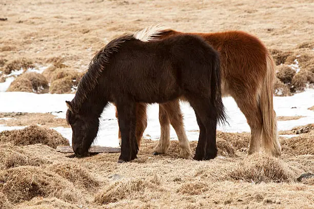 Two Icelandic ponies on a meadow in spring