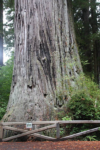 istock Redwood National Park - California 487544092