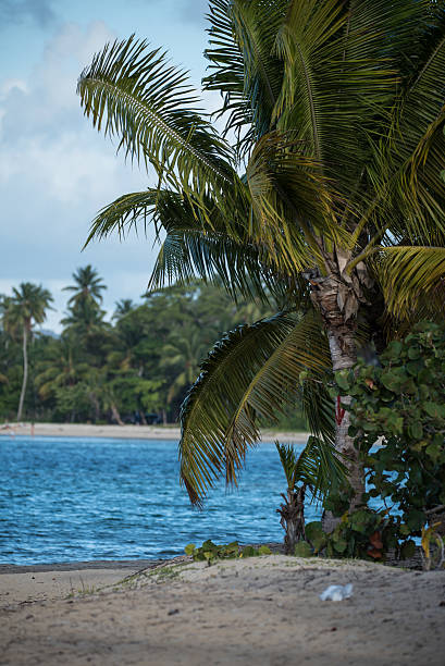 istock Caribbean sea, beach and palms 487544550