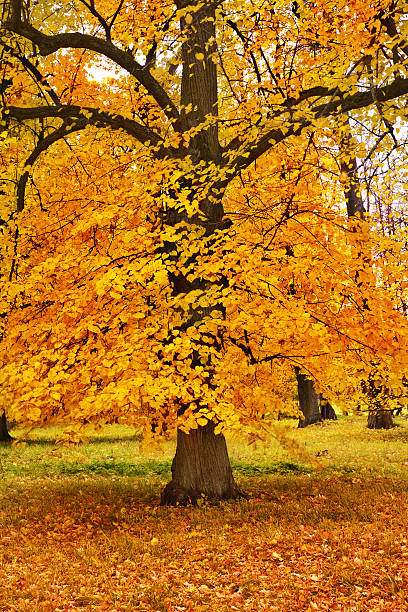 istock colorful autumn trees in park 487544692