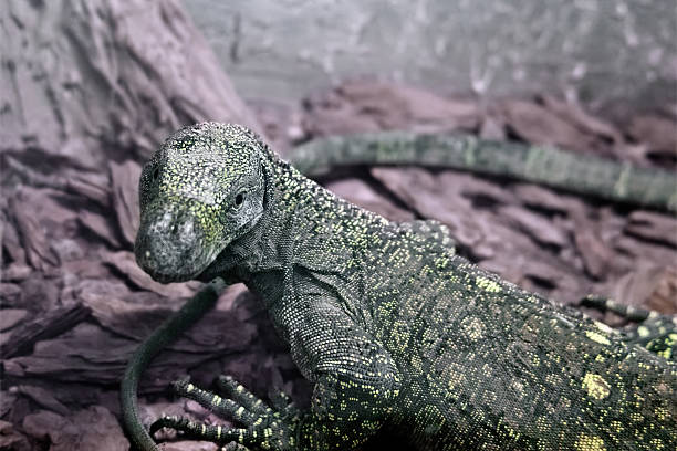 istock Salvadori's monitor (Varanus Salvadorii) 487545080