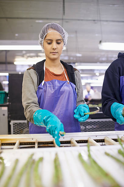 Making sure the asparagus spears meet the quality standards Shot of a woman working in an asparagus processing planthttp://195.154.178.81/DATA/i_collage/pu/shoots/805486.jpg vegetable factory stock pictures, royalty-free photos & images