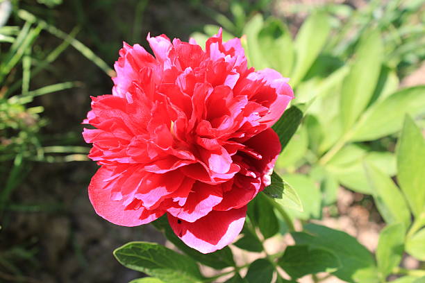 istock red flower of peony 487546709