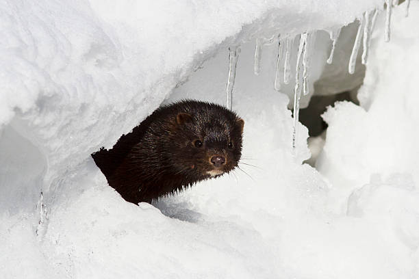 Portrait of an American mink which looks Portrait of an American mink which looks out from a snow hole american mink stock pictures, royalty-free photos & images