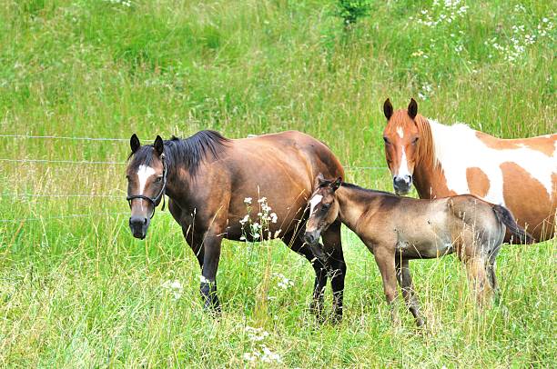 istock Horse Family 487547638