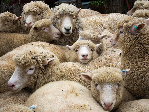 Sheep muster, New South Wales Sheep muster, New South Wales cowra stock pictures, royalty-free photos & images