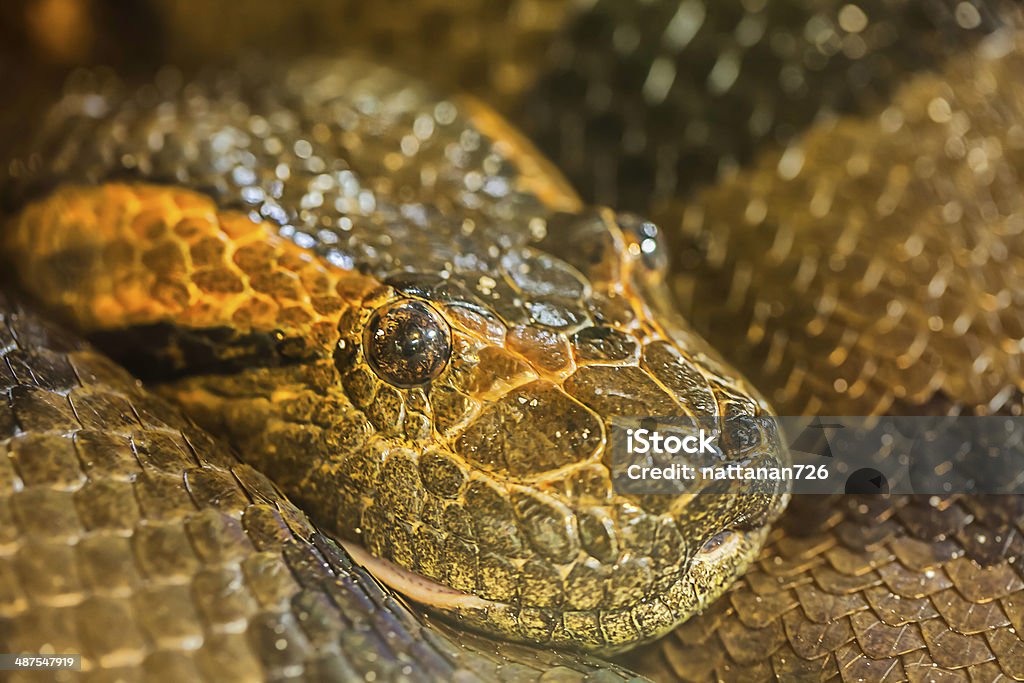 Vert python de Birmanie - Photo de Agression libre de droits