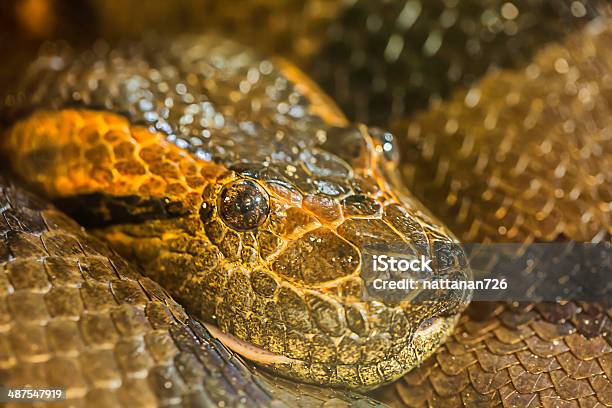 グリーンミャンマーのパイソン - ニシキヘビ科のストックフォトや画像を多数ご用意 - ニシキヘビ科, ヘビ, ヘビ柄