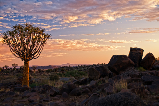 Quiver trees in African landscape - a journey through Namibia.