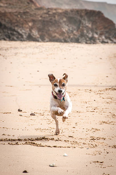 A happy 14 years old Jack russell terrier running on the beach in Isle of Wight