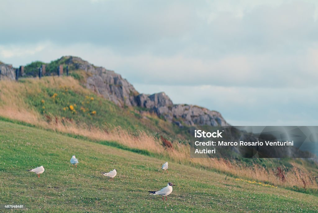 Gabbiani, Promontorio - Foto stock royalty-free di Ambientazione esterna