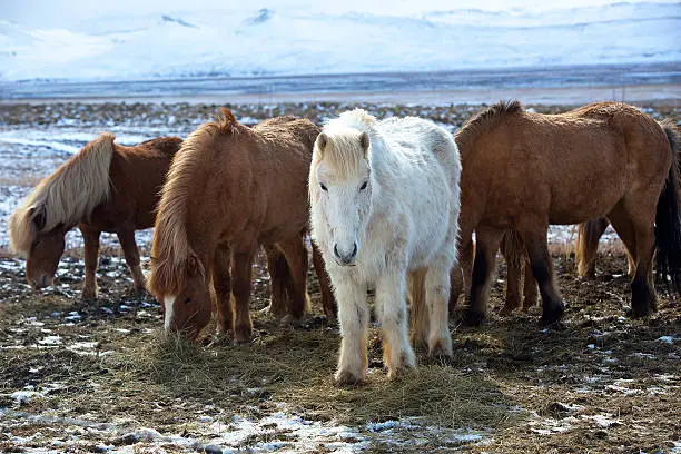 Herd of colorful Icelandic horses on a meadow in spring