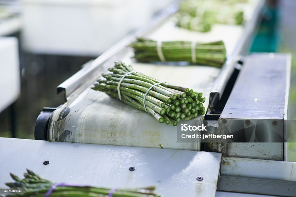 Processing the latest asparagus crop Shot of asparagus being processed in a planthttp://195.154.178.81/DATA/i_collage/pu/shoots/805486.jpg Conveyor Belt Stock Photo