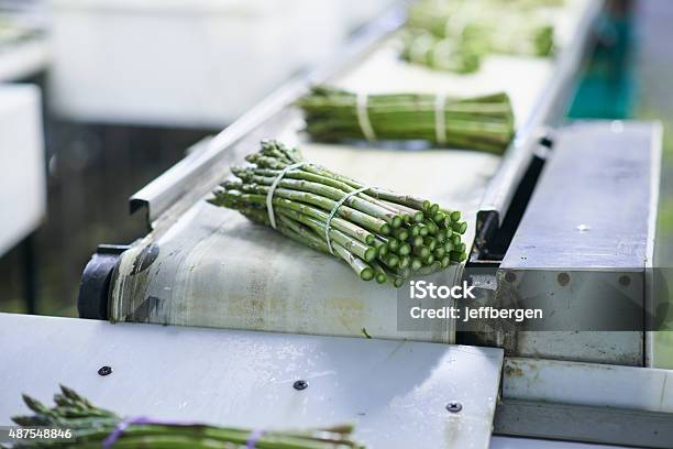 Processing The Latest Asparagus Crop Stock Photo - Download Image Now - Conveyor Belt, Food Processing Plant, Food