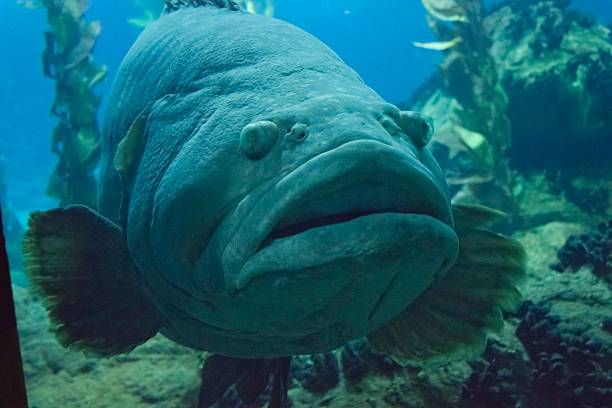 istock Close up of a Napoleon fish swimming 487549254