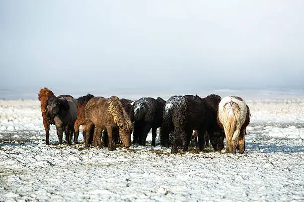 Herd of Icelandic horses after a snow storm