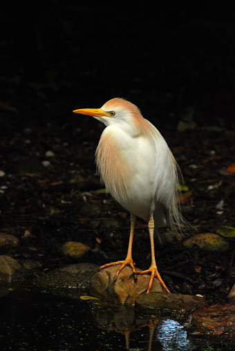 One Cattle Egret  is standing near the waterfront by moonlights .