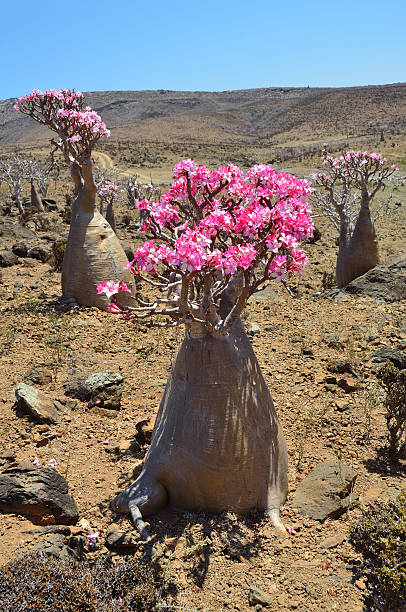 istock Socotra, bottle trees (adenium obesum) on Mumi plateau 487549701