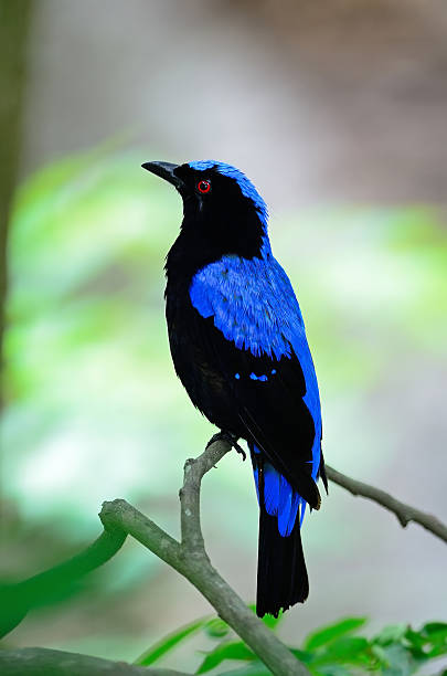 maschio asiatico uccello azzurro di fata - drongo foto e immagini stock